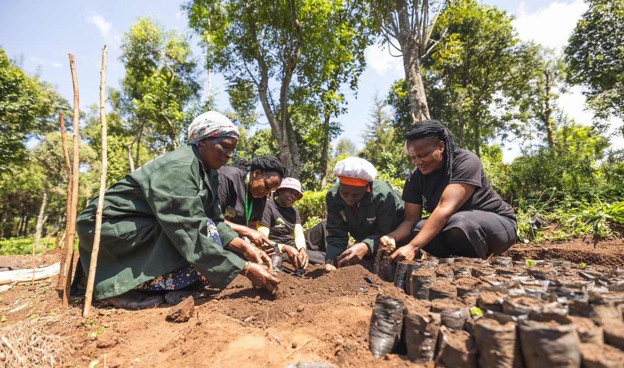 The Challenge with Tree-Planting Initiatives — and How to Get Them ...