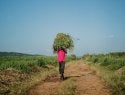 A man collects tall grass from a crop in Rwanda