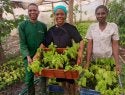 Small-scale farmers holding saplings.