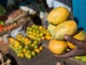 Male hands holding mangoes at a fruit market.
