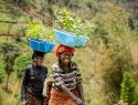 Two women carry buckets of tree seedlings.