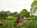 Farmers harvesting crops.