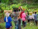 People carrying baskets of seedlings on their heads along a green hillside.