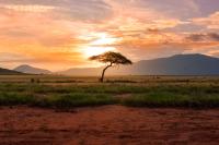 Tree in front of orange sky on African savannah.