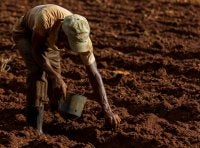 Farmer holding bucket and tending to soil.