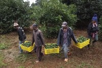 Harvesting avocados.