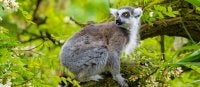 The ring-tailed lemur (Lemur catta) is a medium- to larger-sized strepsirrhine (wet-nosed) primate and the most internationally recognized lemur species, owing to its long, black-and-white, ringed tail. It belongs to Lemuridae, one of five lemur families, and is the only member of the Lemur genus. Like all lemurs, it is endemic to the island of Madagascar, where it is endangered. Source: Wikipedia