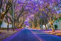 A street in Johannesburg, South Africa, lined with jacarandas in bloom with their purple flowers and petals sprinkled on the road.