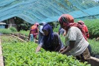 Women work with tree seedlings in a greenhouse.