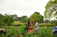 Farmers harvesting crops.