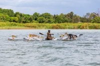 Man boating with birds.