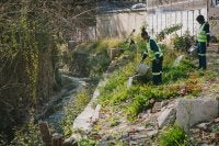 Workers remove invasive species in Johannesburg, South Africa.