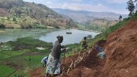 The bare hillsides of Bukavu being restored and stabilized