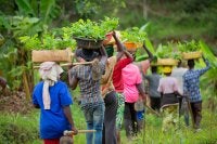 People carrying baskets of seedlings on their heads along a green hillside.