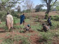 Planting seedlings in Ethiopia