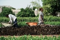 Two people working in a field, pushing wheelbarrows alongside rows of plants.