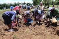 Women working together in a field, planting crops under bright sunlight.