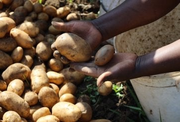 Farming potatoes.