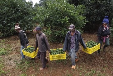 Harvesting avocados.