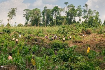 Farmers restore degraded land in Ghana's cocoa belt