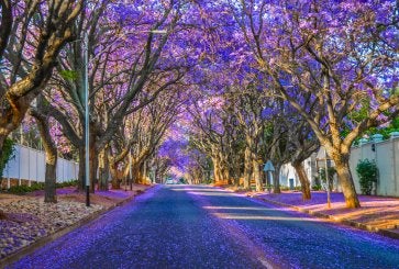 A street in Johannesburg, South Africa, lined with jacarandas in bloom with their purple flowers and petals sprinkled on the road.