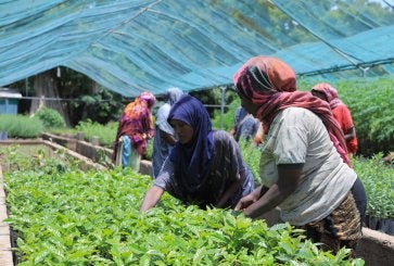 Women work with tree seedlings in a greenhouse.