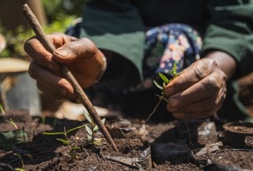 Planting a sapling.