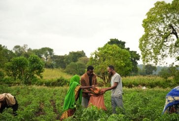 Farmers harvesting crops.