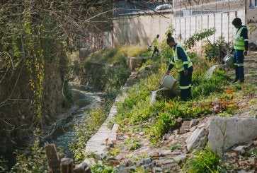 Workers remove invasive species in Johannesburg, South Africa.