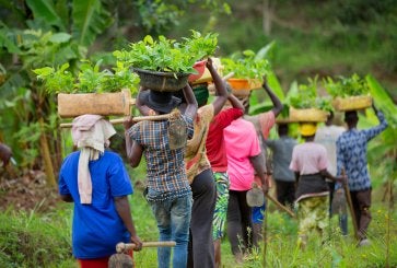 People carrying baskets of seedlings on their heads along a green hillside.