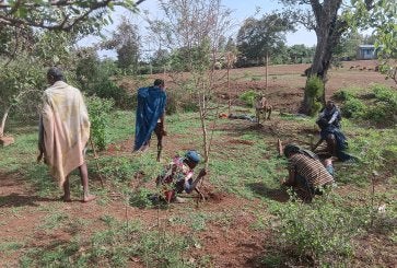 Planting seedlings in Ethiopia