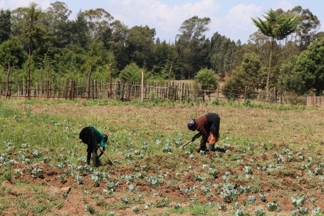 Farmers in the field attending crops in rural Kenya.
