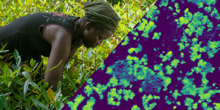 Satellite imagery of mangroves regrowing in Ghana