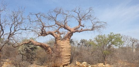 BAOBAB TREE (ADANSONIA RUBROSTIPA) IN THE SOUTHERN SPINY FOREST, TSIMANAMPESOTSE NATIONAL PARK