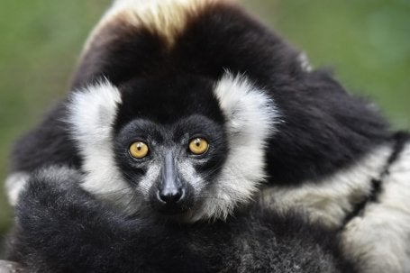 BLACK-AND-WHITE RUFFED LEMUR (VARECIA V. VARIEGATA), MANTADIA NATIONAL PARK, MADAGASCAR