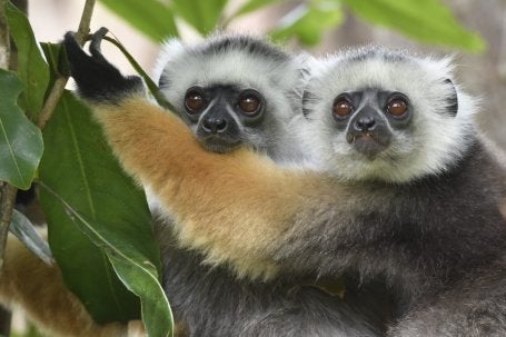 The diademed sifaka (Propithecus diadema), or diademed simpona, is an endangered species of sifaka, one of the lemurs endemic to certain rainforests in eastern Madagascar. Source: Wikipedia