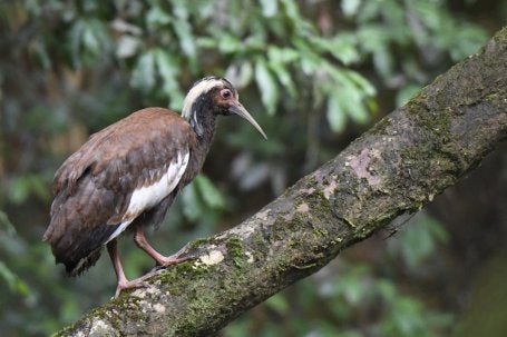 MADAGASCAR IBIS (LOPHOTIBIS CRISTATA), MANTADIA NATIONAL PARK. CREDIT: CATHERINE SAUVIN