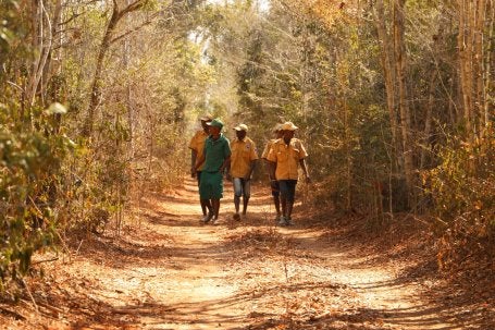 Patrols in a western dry forest in Madagacar