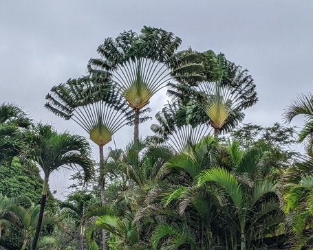 Travelers Palms
