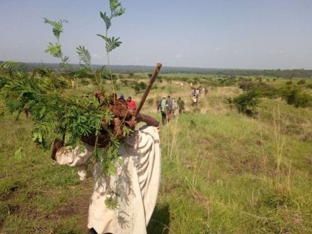 A person carrying seedlings in a basket over their head.