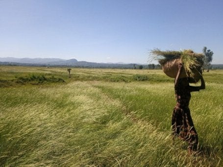 A woman carrying a basket full of grasses above her head.