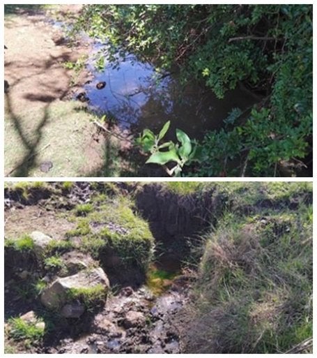 Side-by-side photos of two freshwater springs.