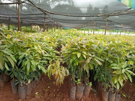 Tree seedlings prepared for planting.