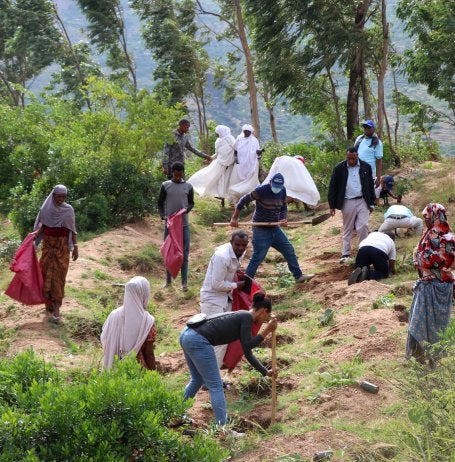 Workers plant trees on a hillside in Dire Dawa.