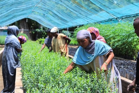 Women work with tree seedlings inside a greenhouse.
