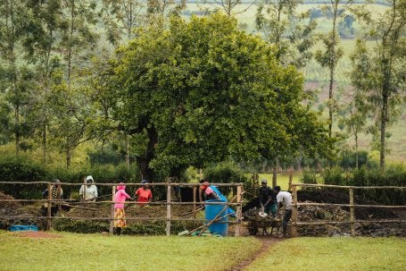 Farm workers tending compost heaps. 