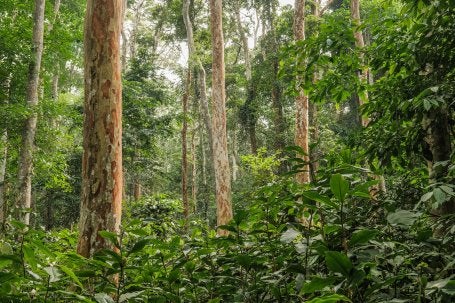Afrormosia tree, Yangambi, DRC. 