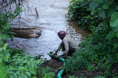 A farmer feeds a hose into a river for irrigation. 