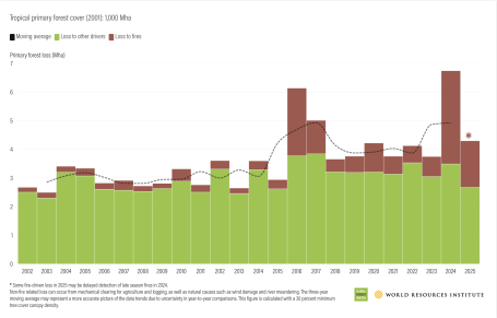 Tropical primary forest cover