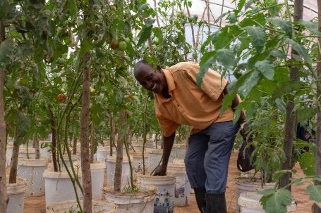A man tending to tomatoes in Rwanda